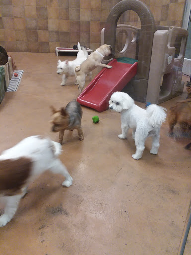 Pet Supply Store «PetSmart», reviews and photos, 3500 S Glenstone Ave, Springfield, MO 65804, USA