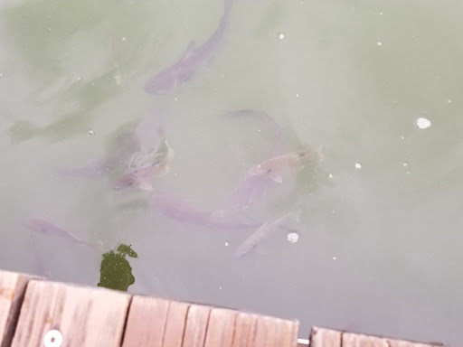 Water Park «Pine Lake Waterpark», reviews and photos, 4640 W State Road 218, Berne, IN 46711, USA