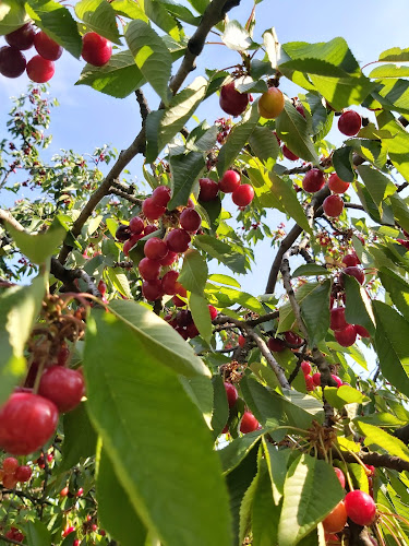 Piliskert Kertészeti Mezőgazdasági Kft.
