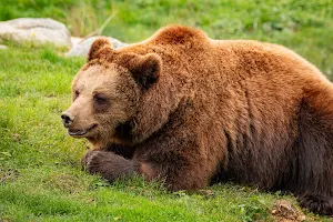 Les ours bruns image