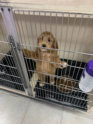 Pet Store «Just Puppies Inc», reviews and photos, 2004 Veirs Mill Rd, Rockville, MD 20851, USA