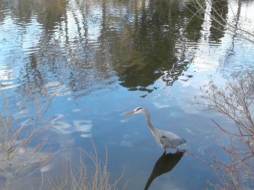 Park «Belmar Park», reviews and photos, 801 S Wadsworth Blvd, Lakewood, CO 80226, USA