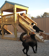 Shag Bark Pet Retreat & Spa - Photo 5 - Car repair in Antioch, IL, Round Lake Beach