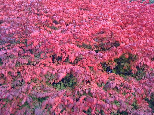 State Park «Hopkinton State Park», reviews and photos, 164 Cedar St, Hopkinton, MA 01748, USA