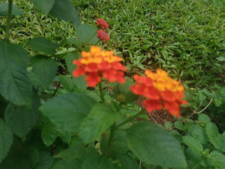 Google Maps image 10