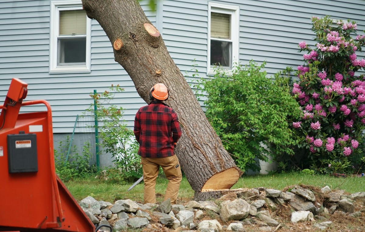 Owen’s Tree Experts did a fantastic job trimming my maple tree. The team is professional and cleanup was meticulous