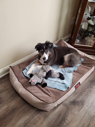 Pet Supply Store «Pet Supplies Plus», reviews and photos, 61 Irving Park Rd, Streamwood, IL 60107, USA