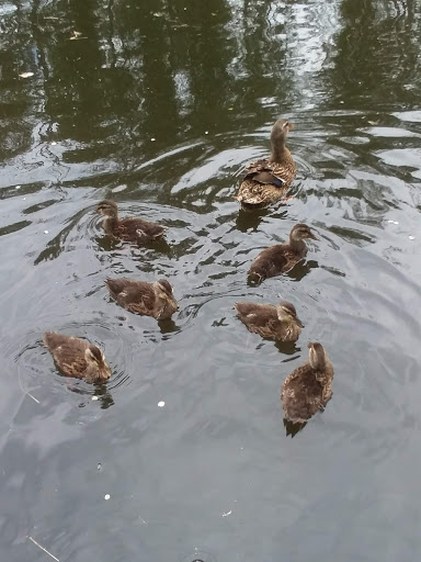 Park «The Park at Bothell Landing», reviews and photos, 9919 NE 180th St, Bothell, WA 98011, USA