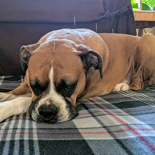 Animal Healing Arts - Lisa Pesch Marinho, DVM