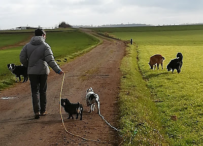 Le chien libre à Fresney-le-Puceux