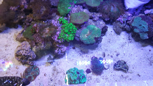 Aquarium «Old Orchard Aquarium», reviews and photos, 9235 Skokie Blvd, Skokie, IL 60077, USA