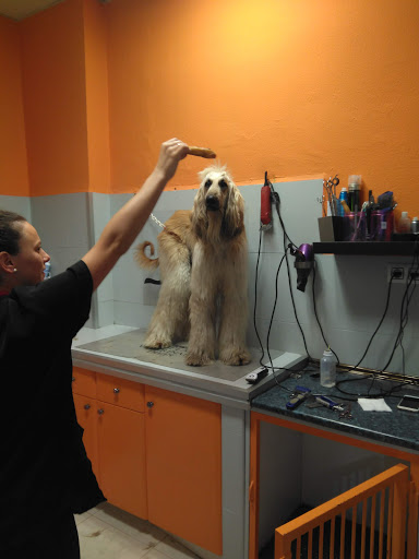 Clínica Veterinaria Caudal en Mieres del Camino