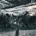 Photo n°7 de l'avis de Stefano.a fait le 04/11/2023 à 18:23 sur le  Podere degli Asinelli - Ristorante, Piscina, b&b, Location Città Sant'Angelo (Pescara) à Città Sant'Angelo