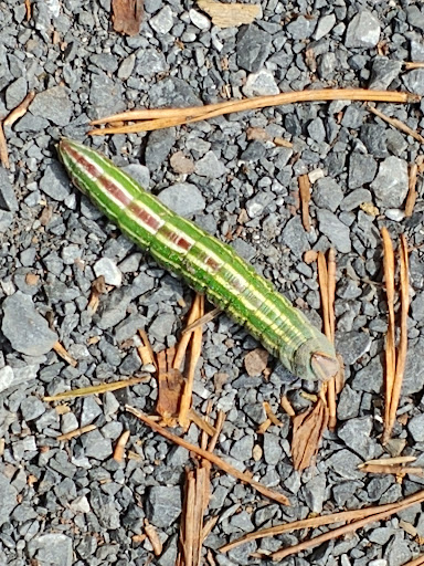 State Park «Swatara State Park», reviews and photos, 1450 Suedberg Rd, Pine Grove, PA 17963, USA