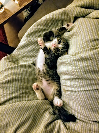 Pet Supply Store «PetSmart», reviews and photos, 889 NE 25th Ave, Hillsboro, OR 97124, USA