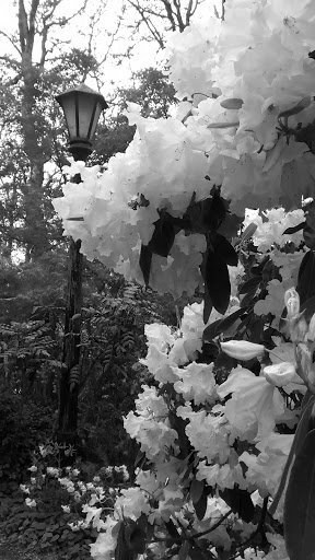Park «Hendricks Park», reviews and photos, Summit Ave & Skyline Blvd, Eugene, OR 97403, USA