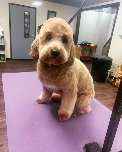 Pet Groomer «U Dirty Dog», reviews and photos, 232 Stevens Entry, Peachtree City, GA 30269, USA