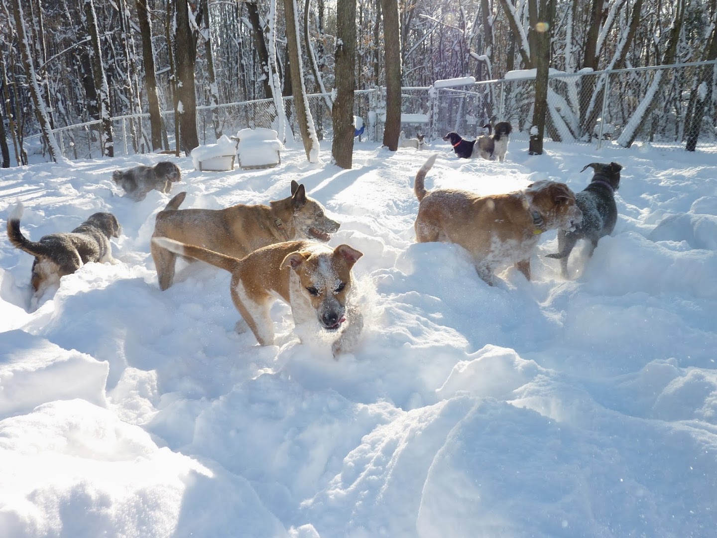 Camp Fido Dog Daycare