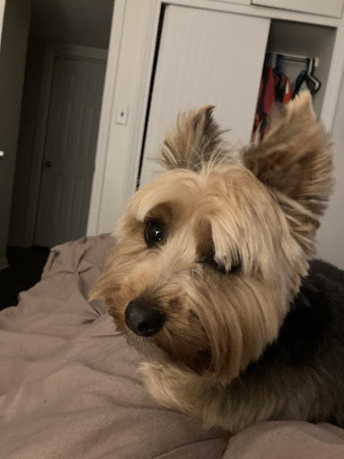 Pet Supply Store «Pet Supplies Plus», reviews and photos, 1970 Portage Trail, Cuyahoga Falls, OH 44223, USA