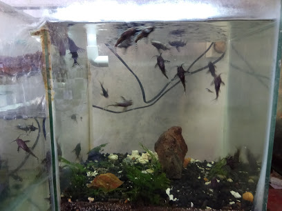 toko fish akuarium