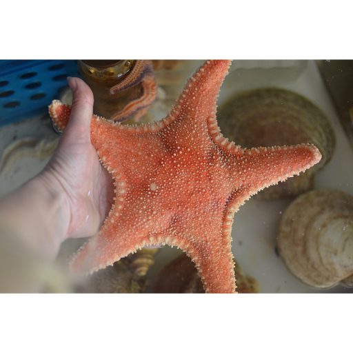 Aquarium «Explore the Ocean World, llc Oceanarium», reviews and photos, 367 Ocean Blvd, Hampton, NH 03842, USA