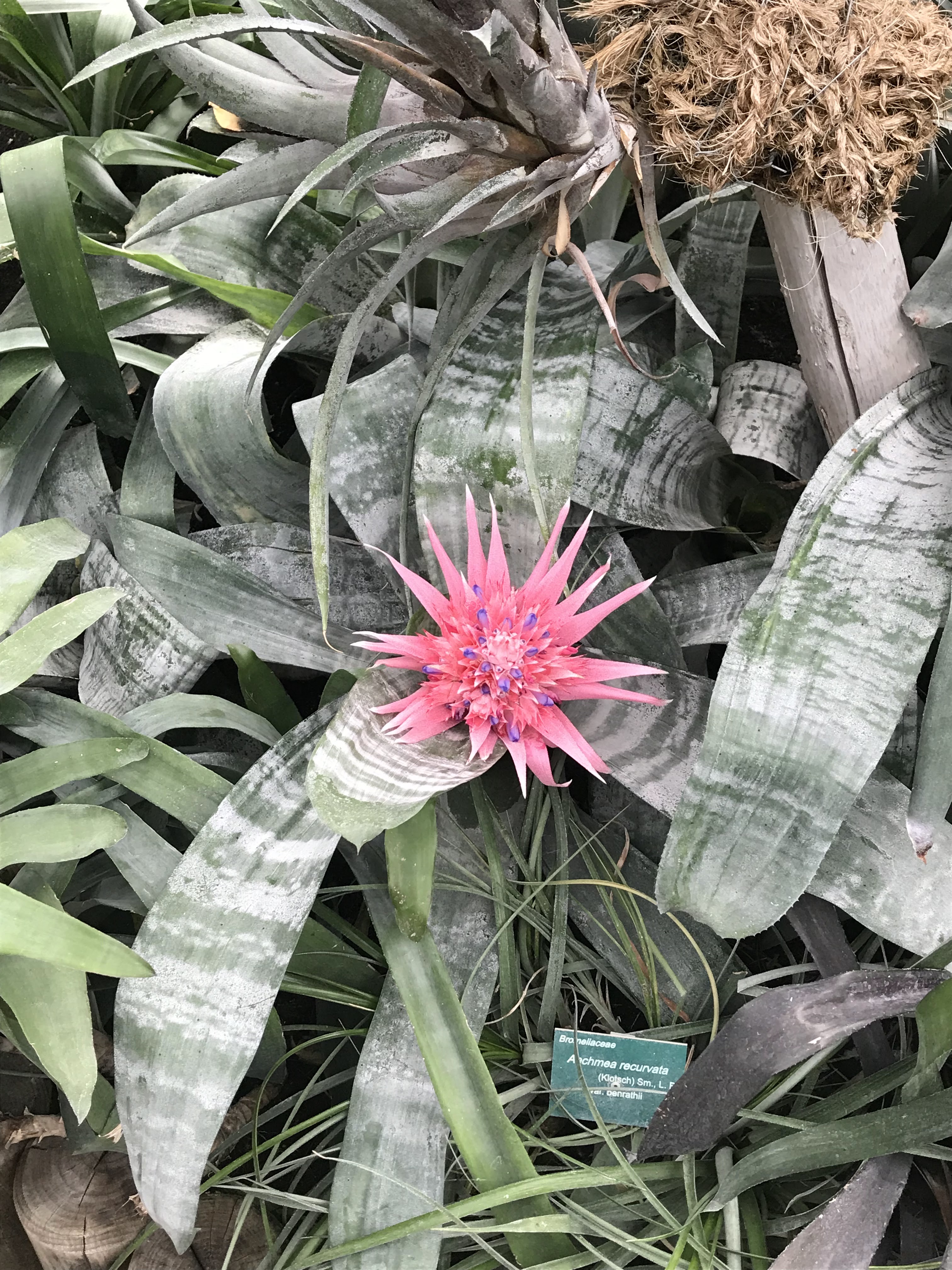 Photo n° 2 de l'avis de Ananas.a fait le 20/10/2018 à 22:36