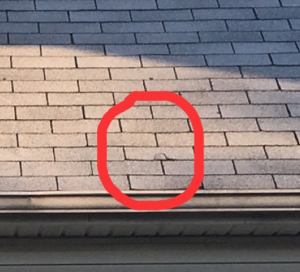 Roofing Contractor «Lexington Blue», reviews and photos, 287 Pasadena Dr, Lexington, KY 40503, USA