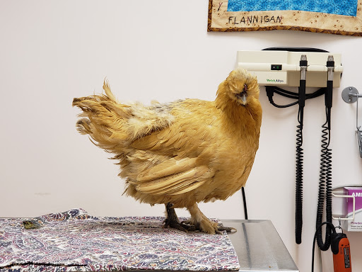 Windhover Veterinary Center image