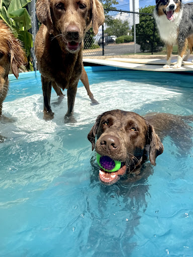 River Region Veterinary Services image