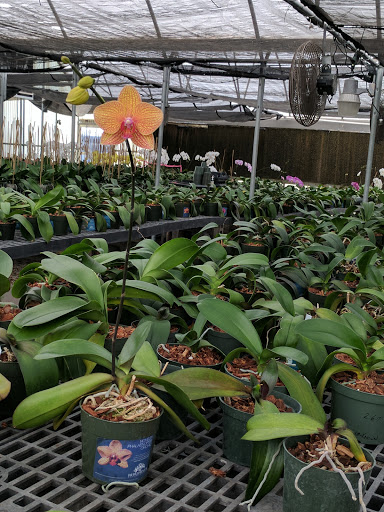 Florist «Dr Delphinium Flower & Orchid House», reviews and photos, 513 W Campbell Rd, Richardson, TX 75080, USA