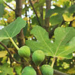 Photo n°10 de l'avis de Jennifer.r fait le 22/07/2020 à 18:07 sur le  Bernardes House à Souselo