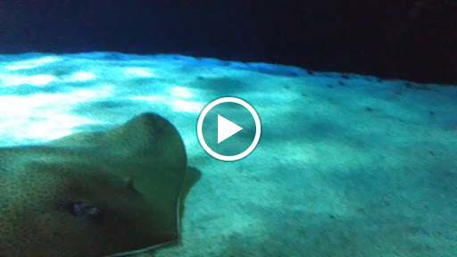 Aquarium «SEA LIFE Minnesota Aquarium», reviews and photos, 120 E Broadway, Bloomington, MN 55425, USA