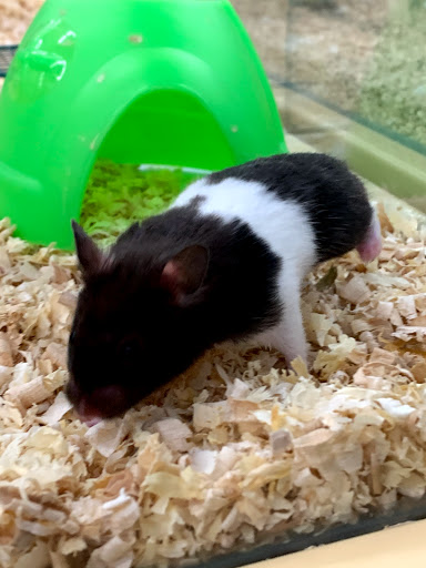 Pet Supply Store «Pet Supermarket, Inc.», reviews and photos, 598 N McCarran Blvd, Sparks, NV 89431, USA