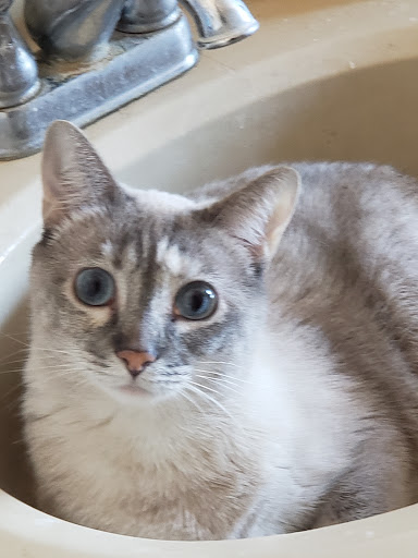 Pet Supply Store «PetSmart», reviews and photos, 7340 W 191st St, Tinley Park, IL 60487, USA