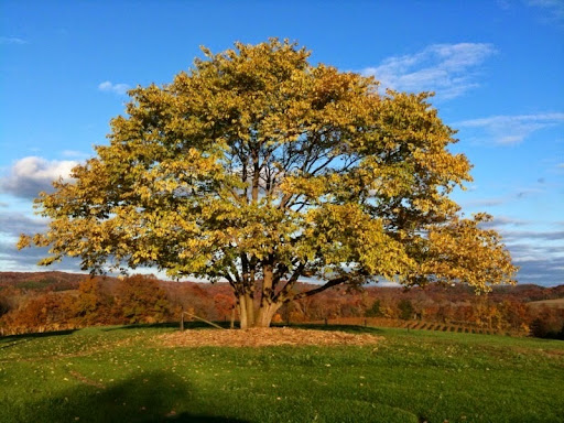 Vineyard «Noboleis Vineyards», reviews and photos, 100 Hemsath Rd, Augusta, MO 63332, USA