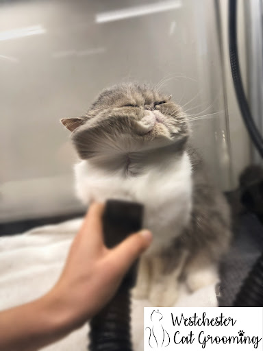 Photo of Westchester Cat Grooming