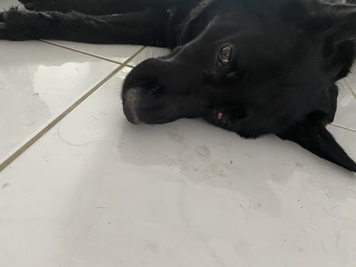 Pet Supply Store «Petco Animal Supplies», reviews and photos, 15895 Pines Blvd, Pembroke Pines, FL 33028, USA