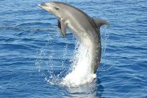 Dolphins Multiacuatic Gran Canaria image