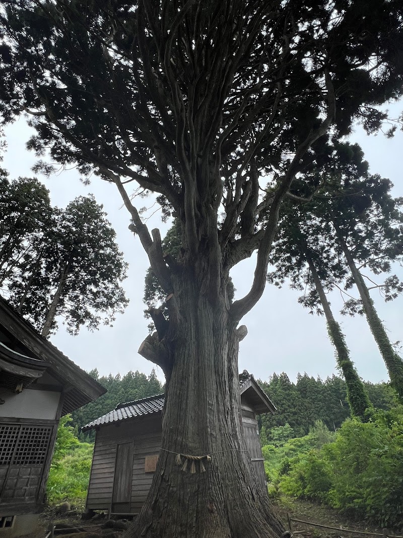新宮神社の大杉