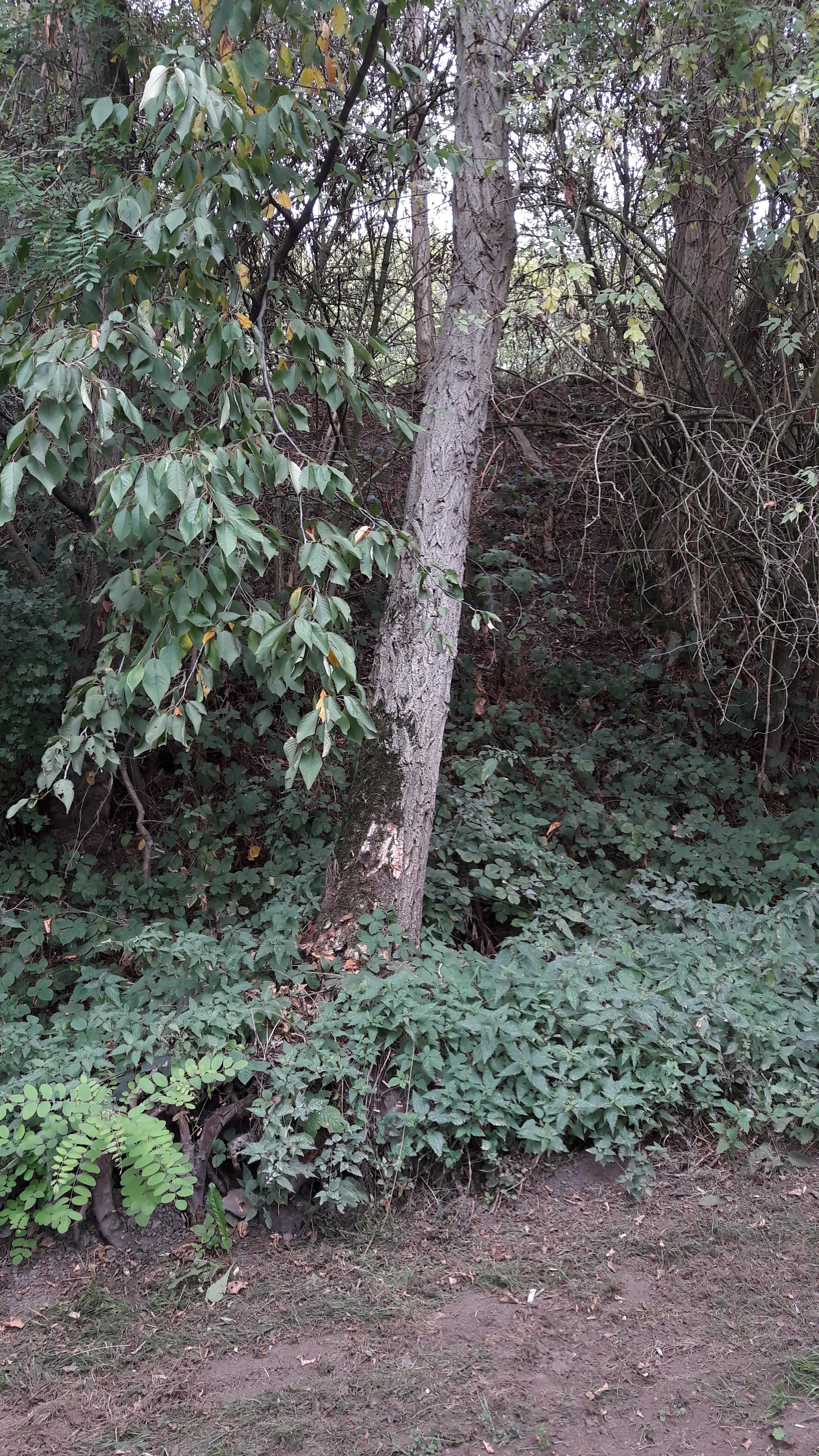 Photo n° 29 de l'avis de Alfa.l fait le 12/09/2019 à 04:09