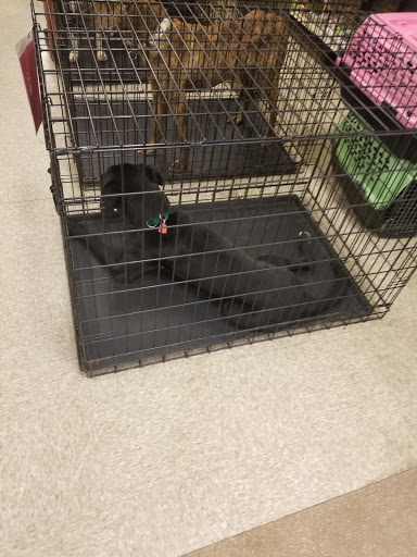Pet Supply Store «PetSmart», reviews and photos, 400 Universal Dr N, North Haven, CT 06473, USA