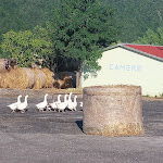 Photo n°1 de l'avis de alberto.e fait le 09/09/2023 à 22:14 sur le  Agriturismo Ai Carconi - Prodotti tipici a Lagonegro à nord