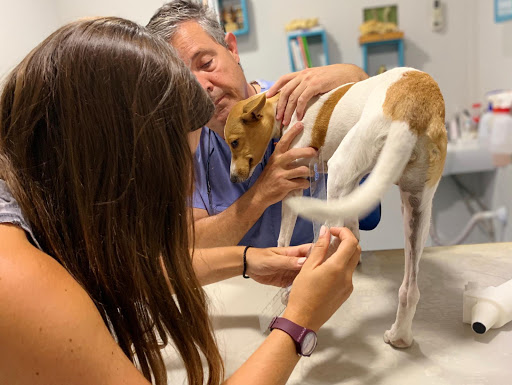 Reanimalia. Rehabilitación & Ortopedia Veterinaria en Cádiz