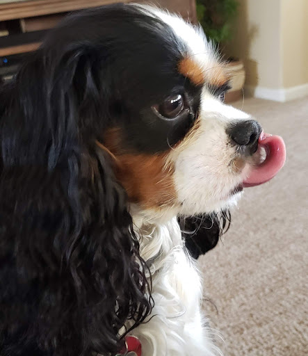 Pet Supply Store «PetSmart», reviews and photos, 920 Groveland Ln, Lincoln, CA 95648, USA