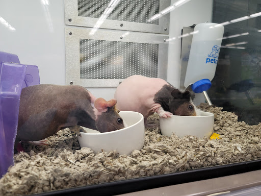 Pet Supply Store «Petco Animal Supplies», reviews and photos, 6137 Mid Rivers Mall Dr, St Charles, MO 63304, USA