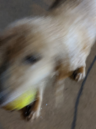 Veterinarian «PetCoral Resort and Veterinary», reviews and photos, 924 Del Prado Blvd, Cape Coral, FL 33990, USA