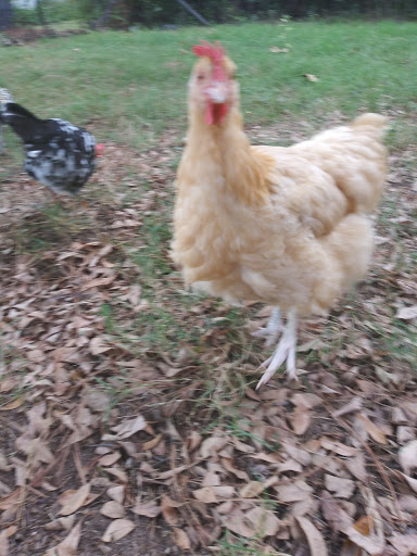 Animal Feed Store «Russell Feed & Supply», reviews and photos, 1312 NW Pkwy St, Azle, TX 76020, USA