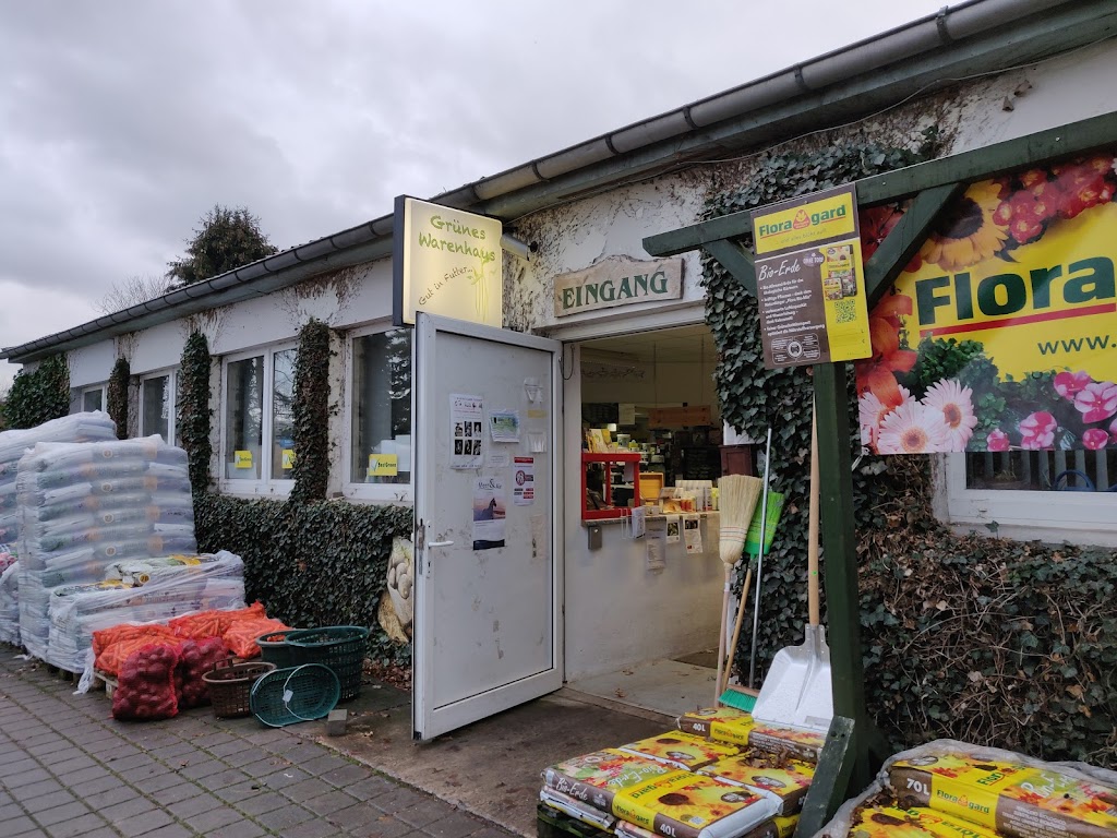 Grünes Warenhaus Blattgerste