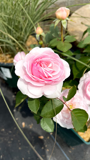 Florist «Laurel Grove Florist», reviews and photos, 16 High St, Port Jervis, NY 12771, USA