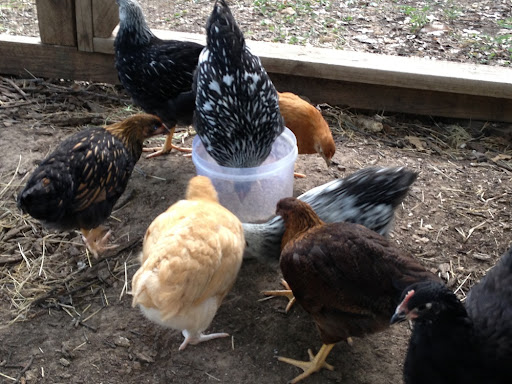 Insurance Agency «Allstate Insurance Agent: Sarah Nelson», reviews and photos